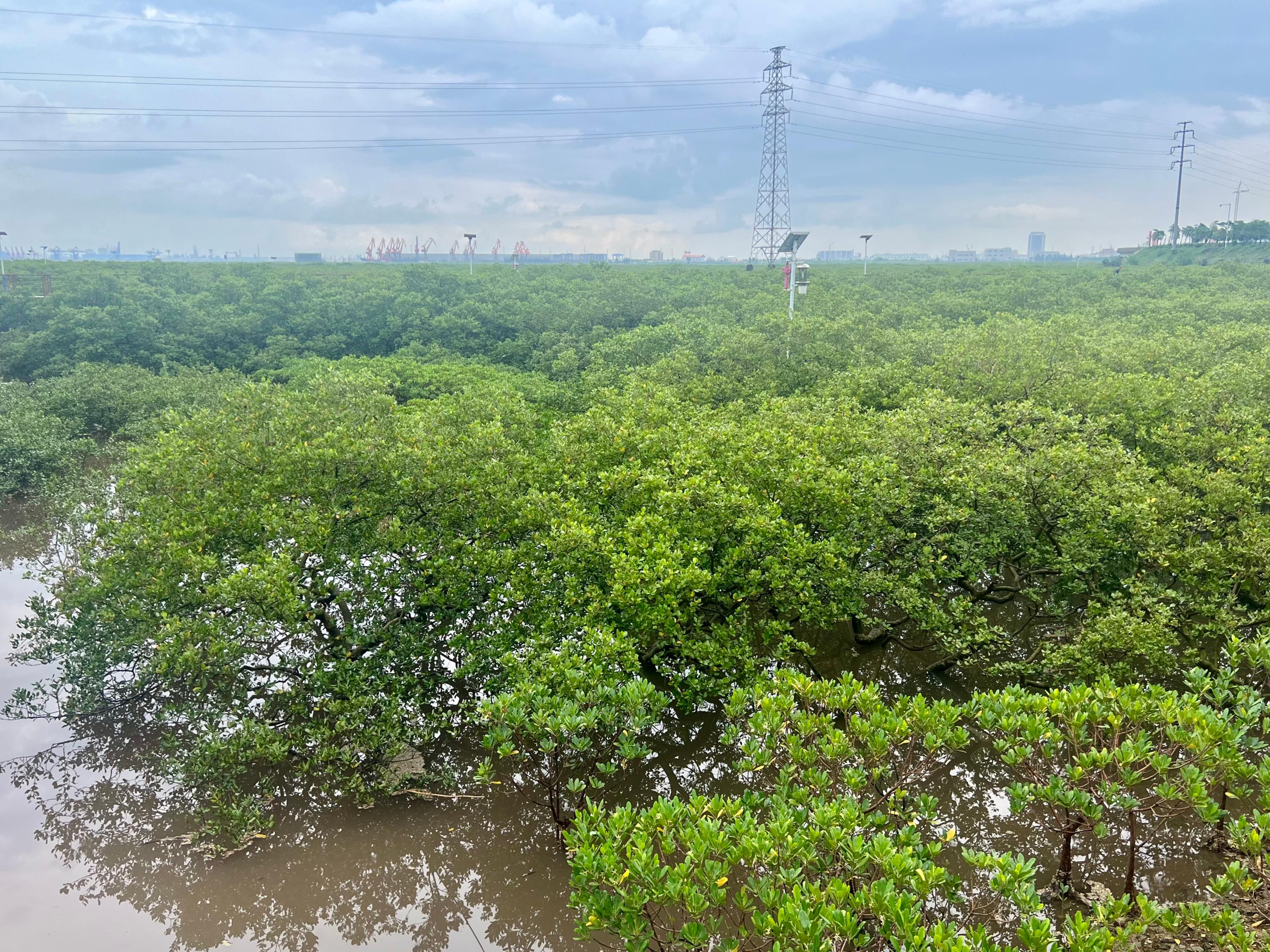 广西防城港市港口区东湾红树林湿地。人民网 高清扬摄